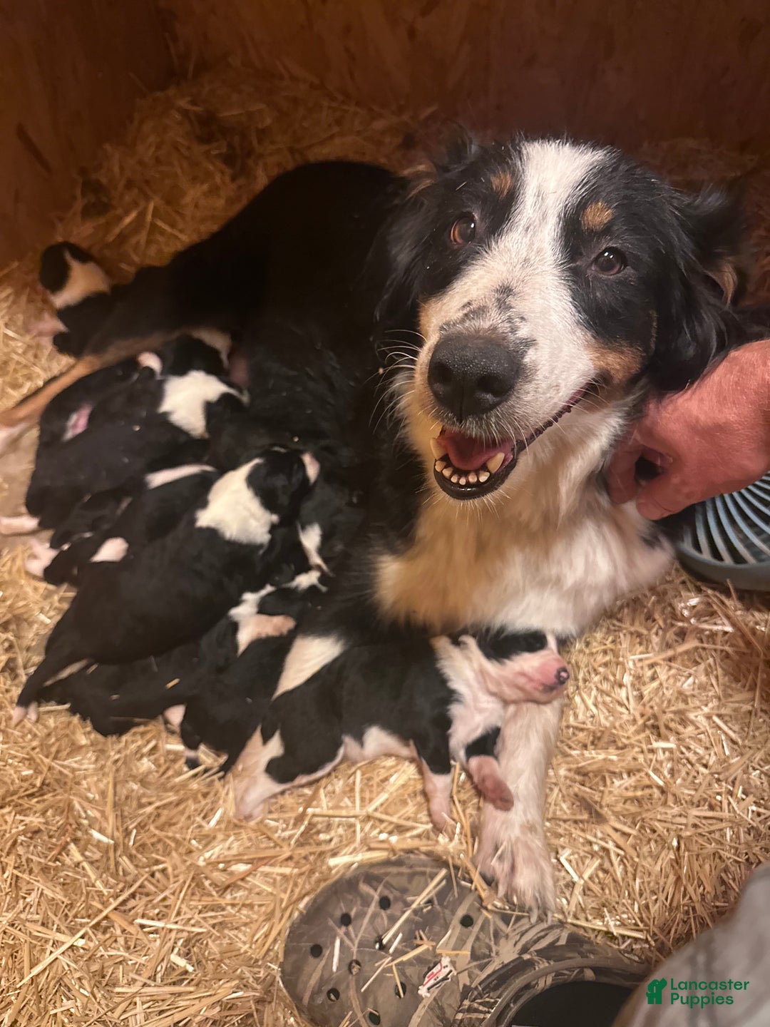 Aussiedoodle dogs for sale: Pepper - Ad 2