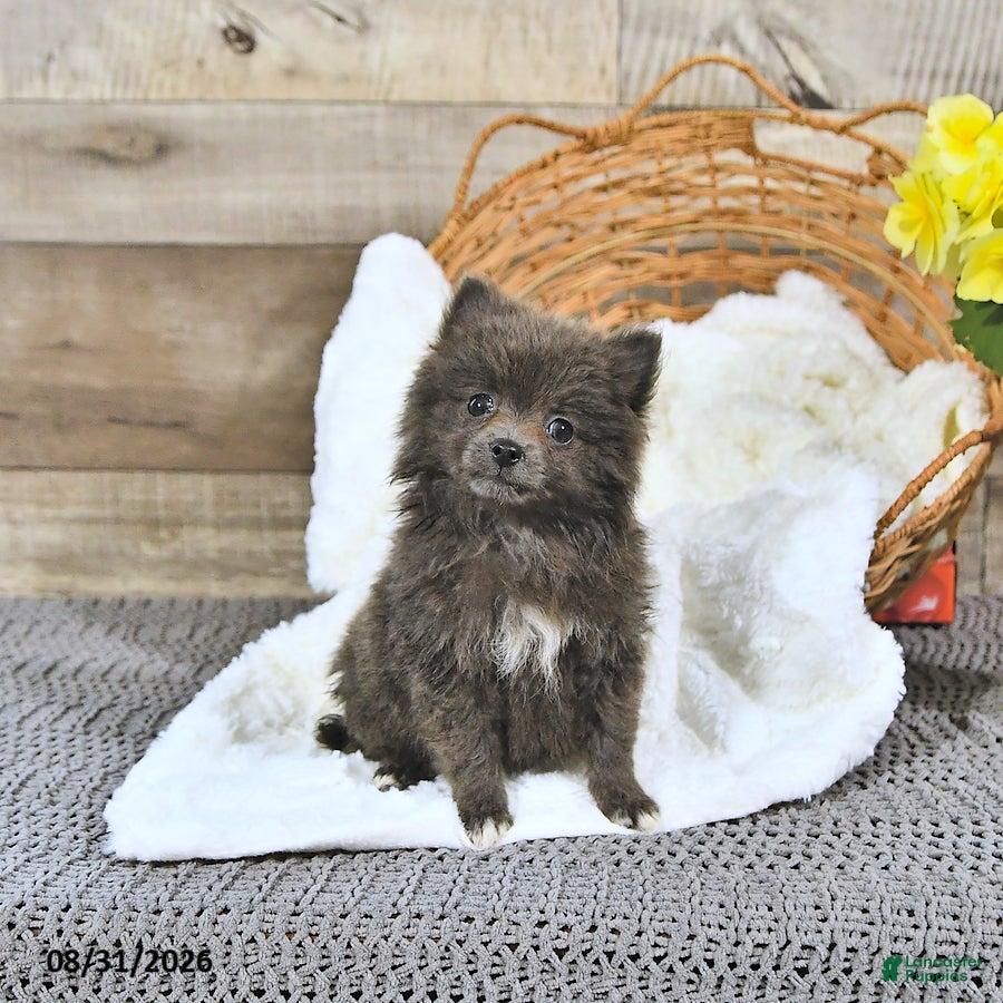 Pomeranian dogs Lindsey - Ad 2