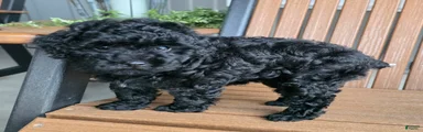 Ruby - House raised House trained