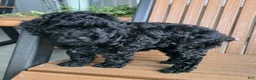 Miniature Poodle dogs for sale: Ruby - House raised House trained - Ad 1