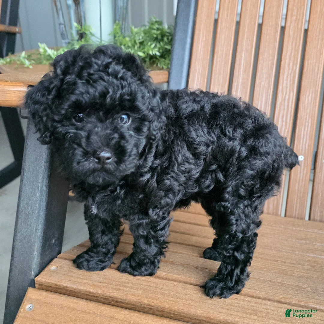 Miniature Poodle dogs for sale: Ruby - House raised House trained - Ad 1
