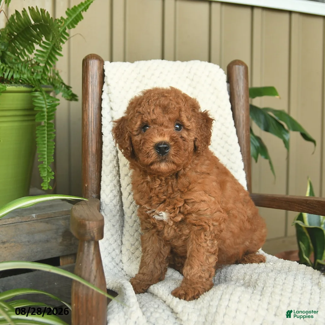 Mini Goldendoodle dogs for sale: Captain - Ad 3