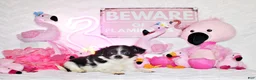 Chihuahua dogs for sale: Nevan - Ad 4