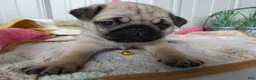 Pug dogs for sale: Pug Puppy 2 Olivia - Ad 2