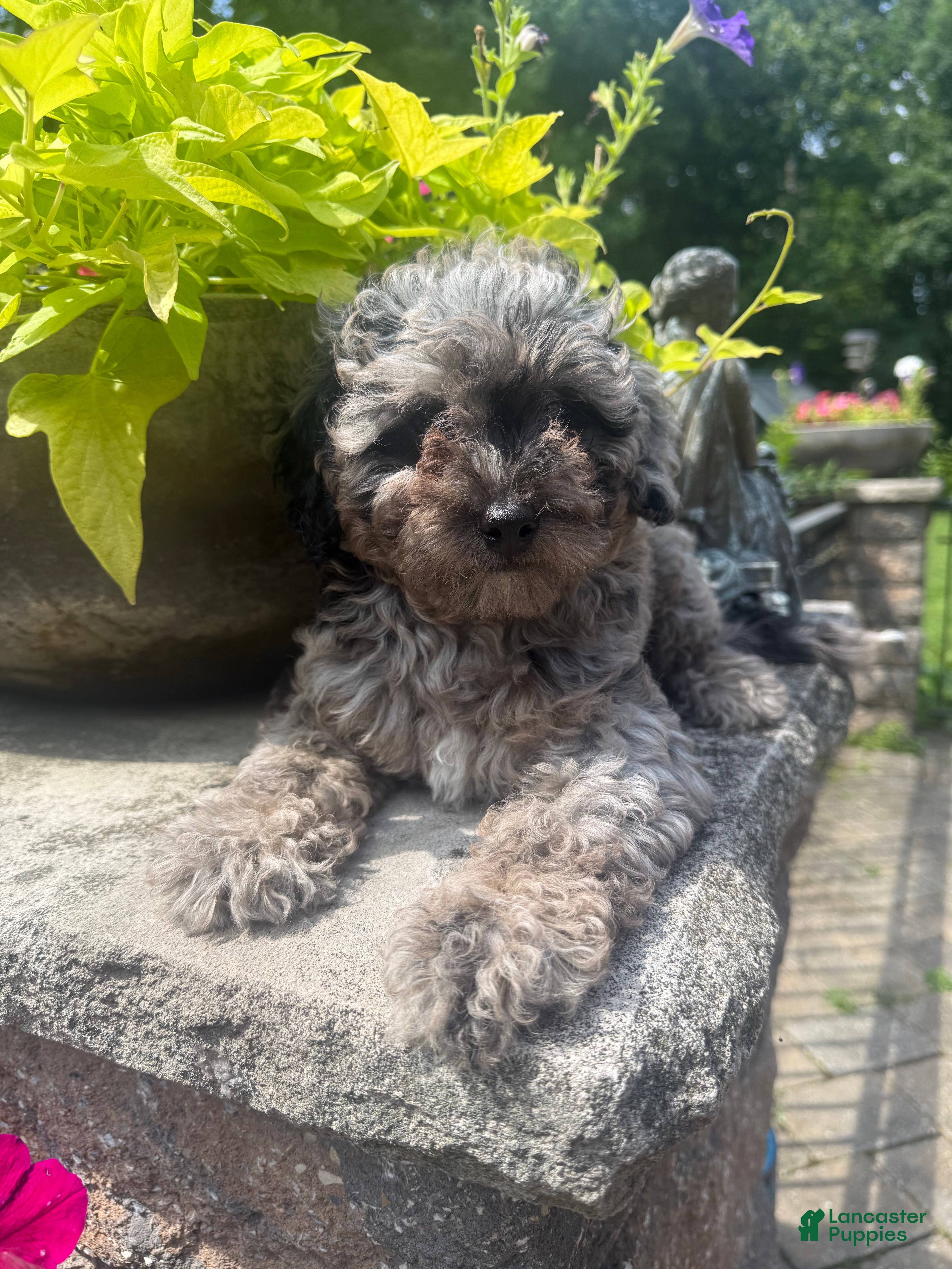 Mini Aussiedoodle dogs Ozzie - Ad 1