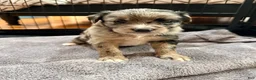 Mixed Breed dogs for sale: Coco - Ad 12