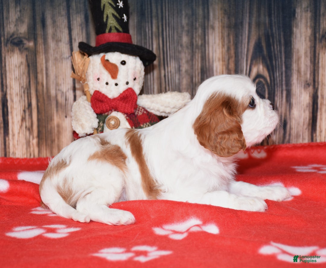 Cavalier King Charles Spaniel dogs for sale: Bagel - Ad 3