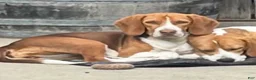 Beagle dogs for sale: Beagle Puppy 6 - Ad 2