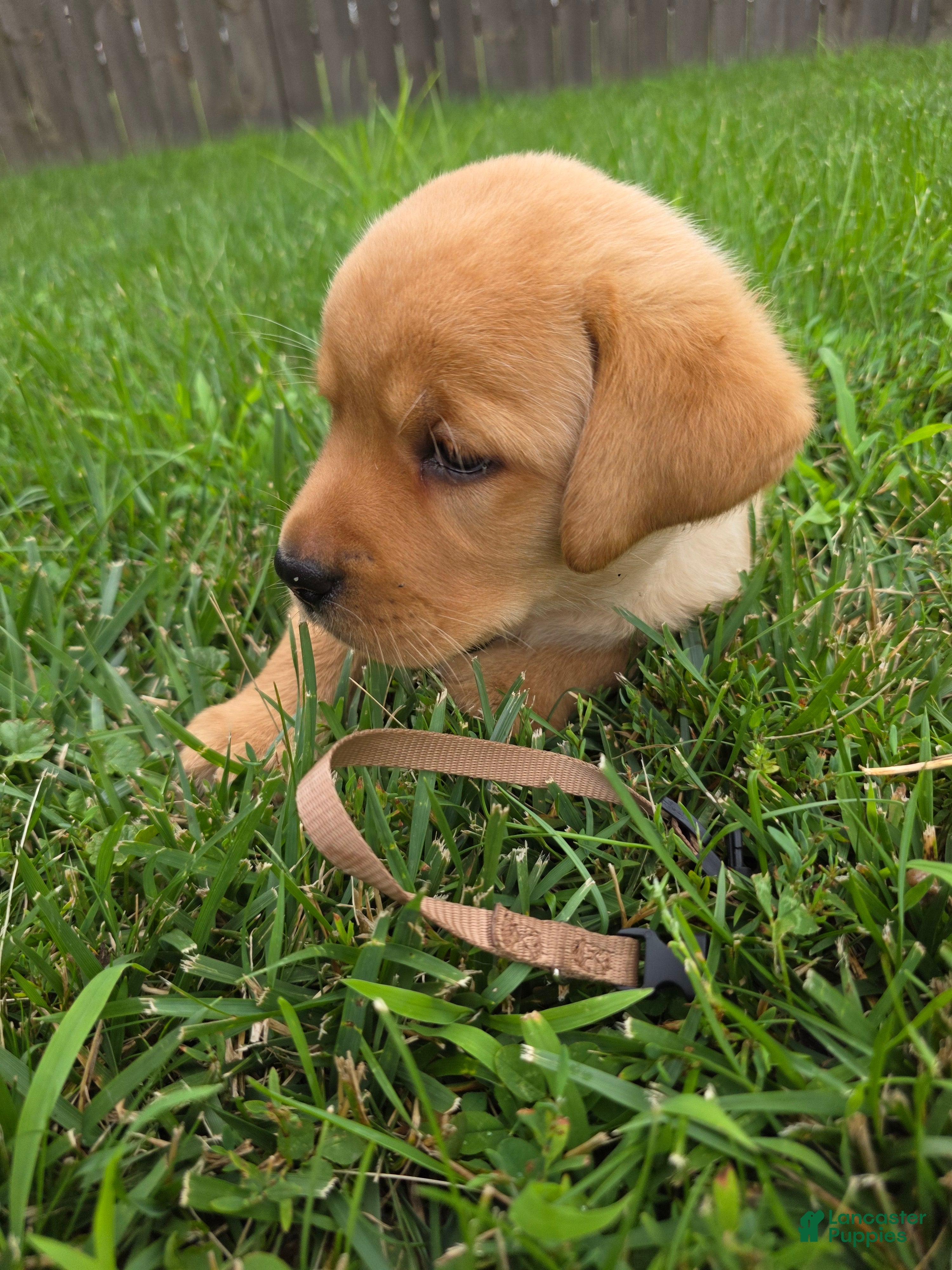 Labrador Retriever dogs Harlen 🤎 Fox Red English Lab  - Ad 2