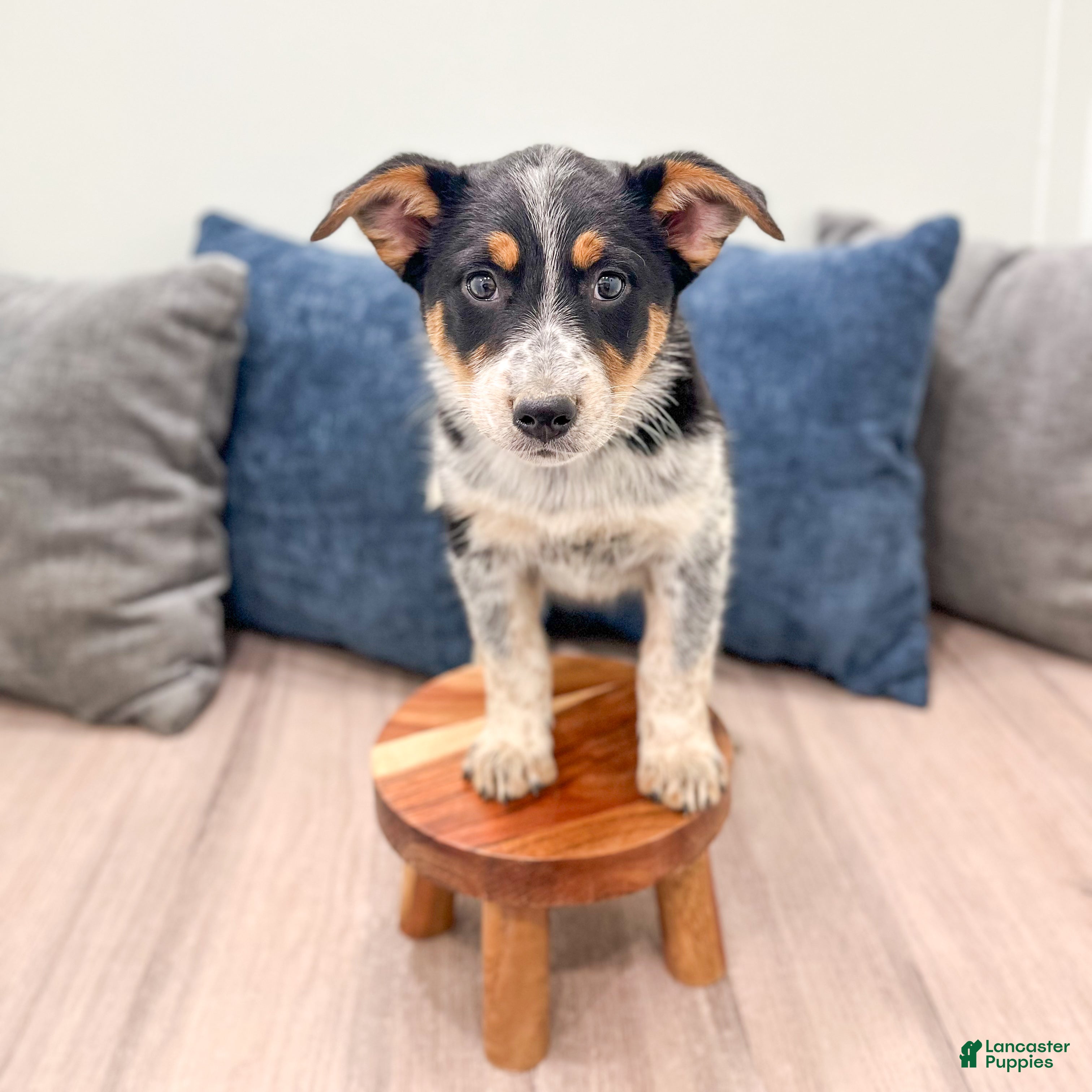 Australian Cattle Dog dogs for sale: Rory - Ad 3