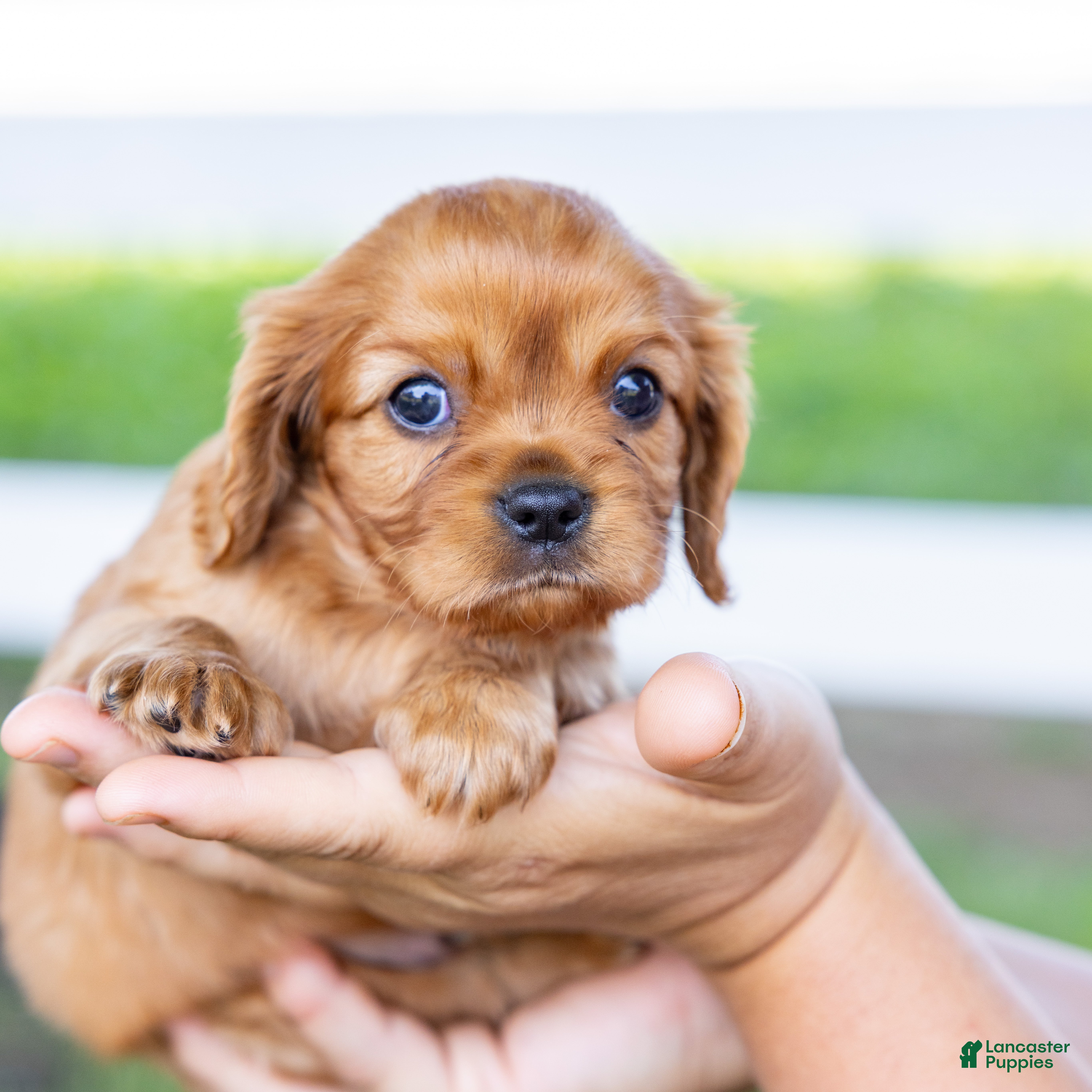 Cavalier King Charles Spaniel dogs Alfalfa - Ad 2