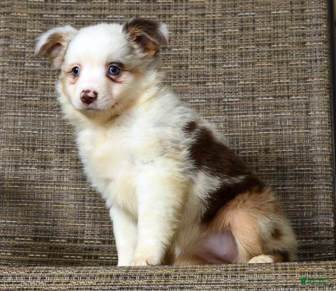 By owner Toy Australian Shepherd puppies for sale Lancaster Puppies