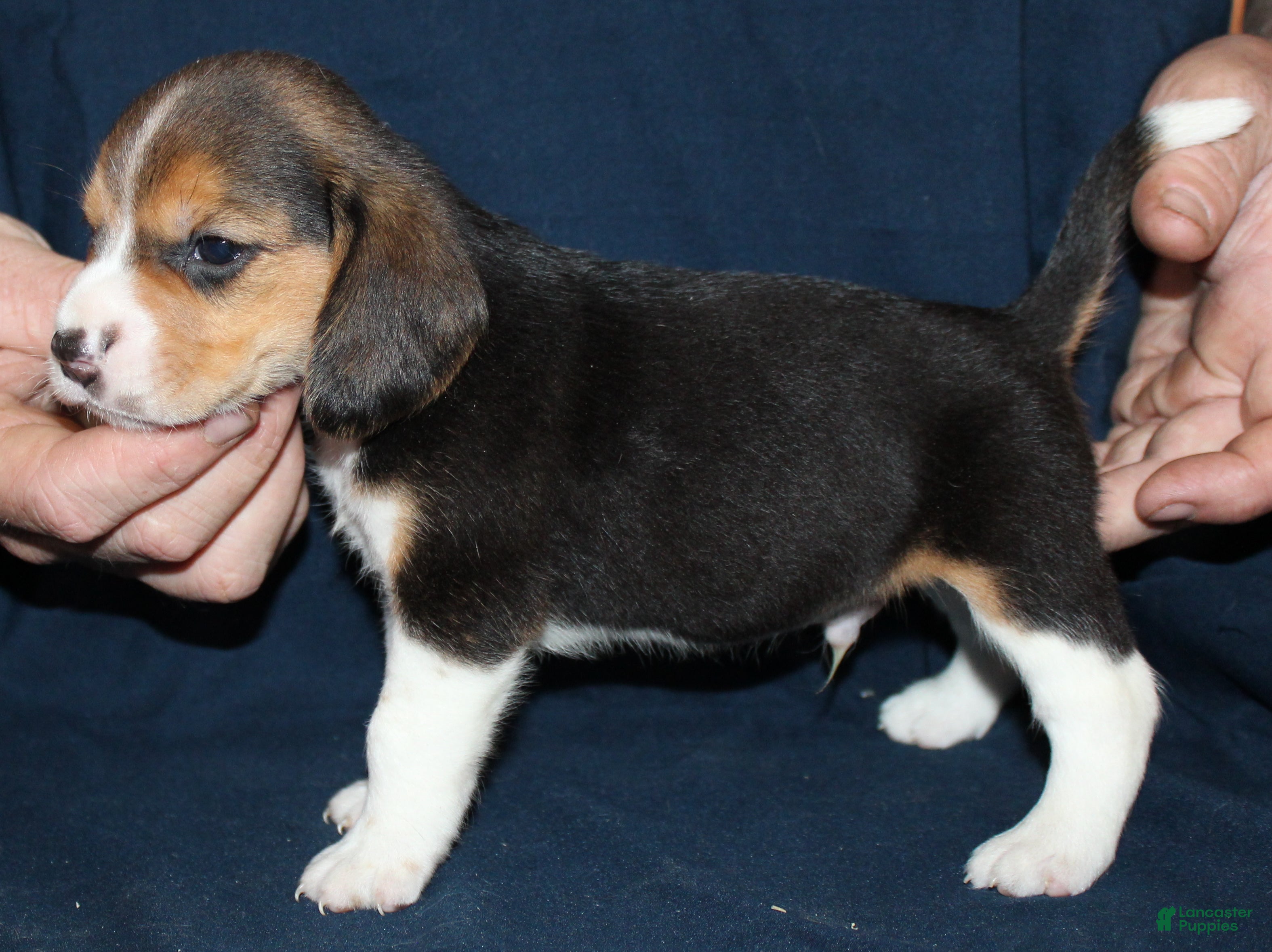 Beagle dogs Gus - Ad 41