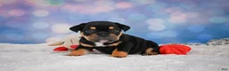 English Bulldog dogs for sale: Addi - Ad 5