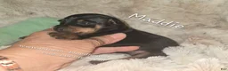 Miniature Pinscher dogs for sale: Maddie black and rust  - Ad 4