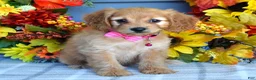 Cavapoo dogs for sale: Hannah  - Ad 5