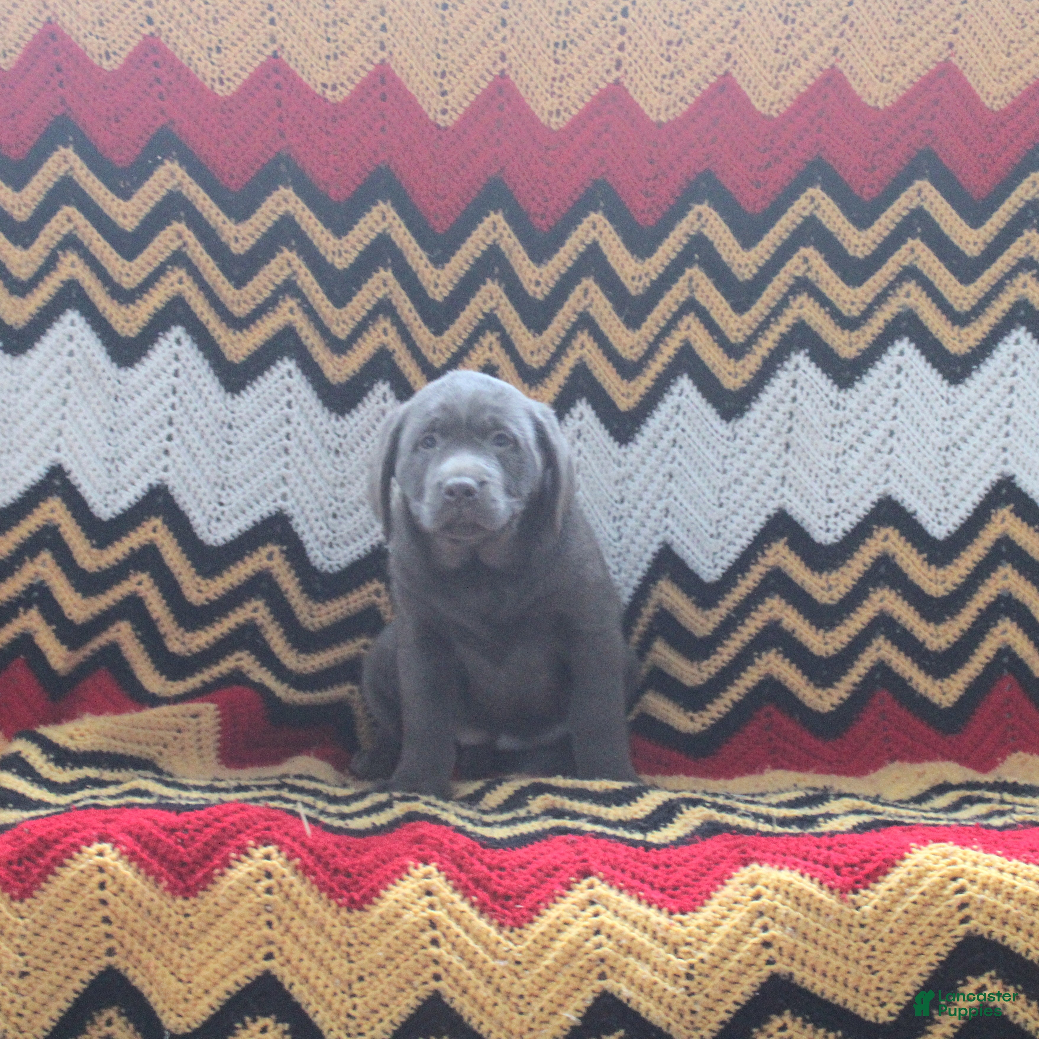 Labrador Retriever dogs Fiona - Ad 42