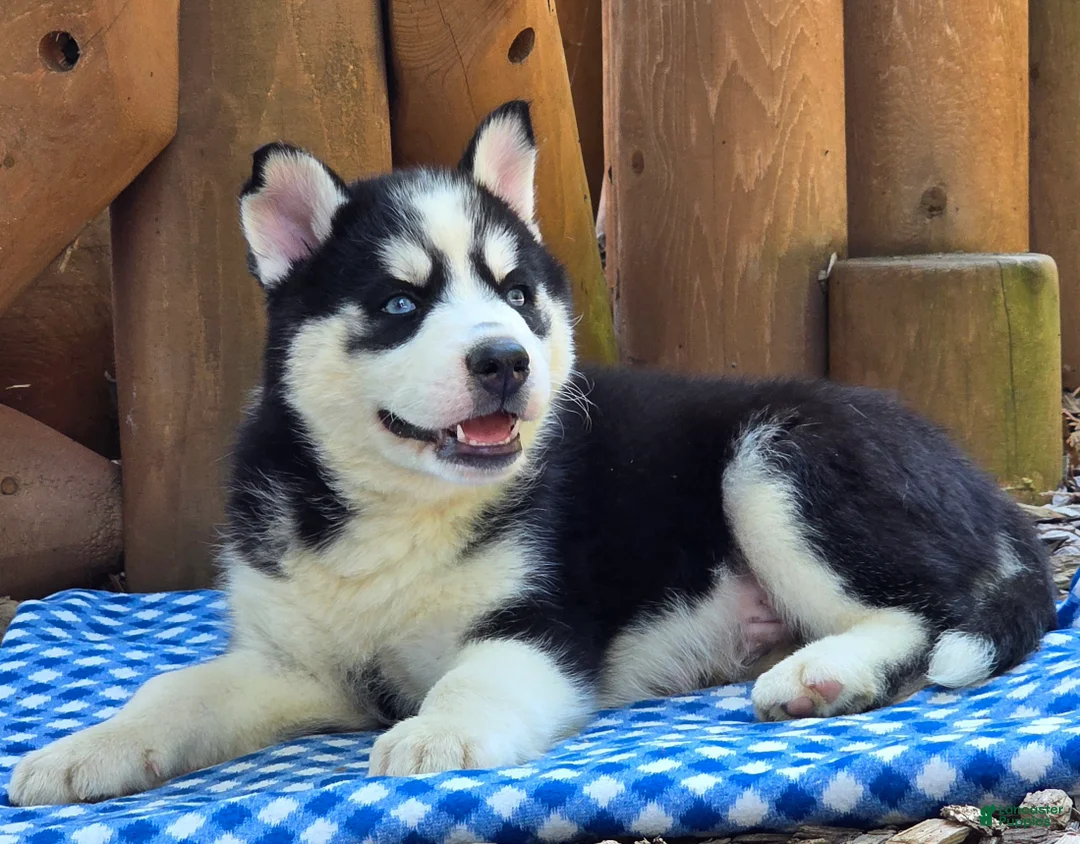 Siberian Husky dogs for sale: Freddie - Ad 6