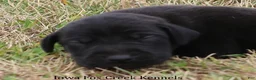 Great Dane dogs for sale: Scoundrel - Ad 1
