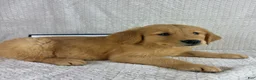 Golden Retriever dogs for sale: Ripley - Ad 5