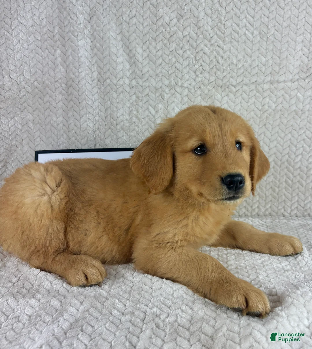Golden Retriever dogs for sale: Ripley - Ad 5