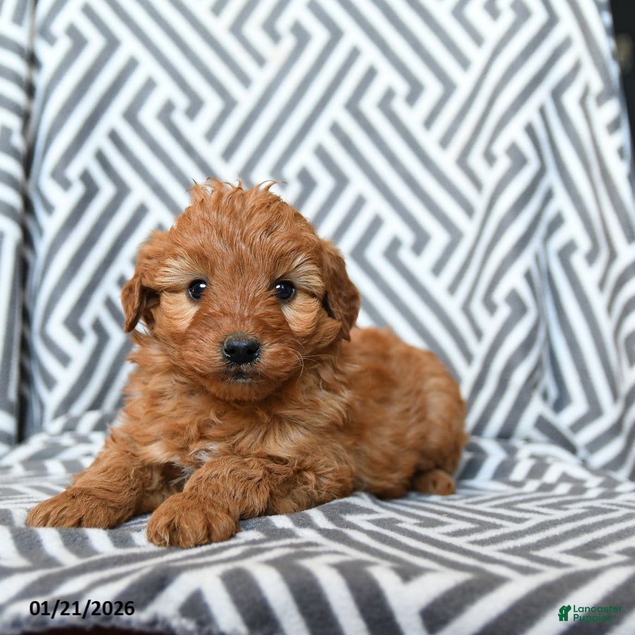 Mini Goldendoodle dogs Kitkat - Ad 2