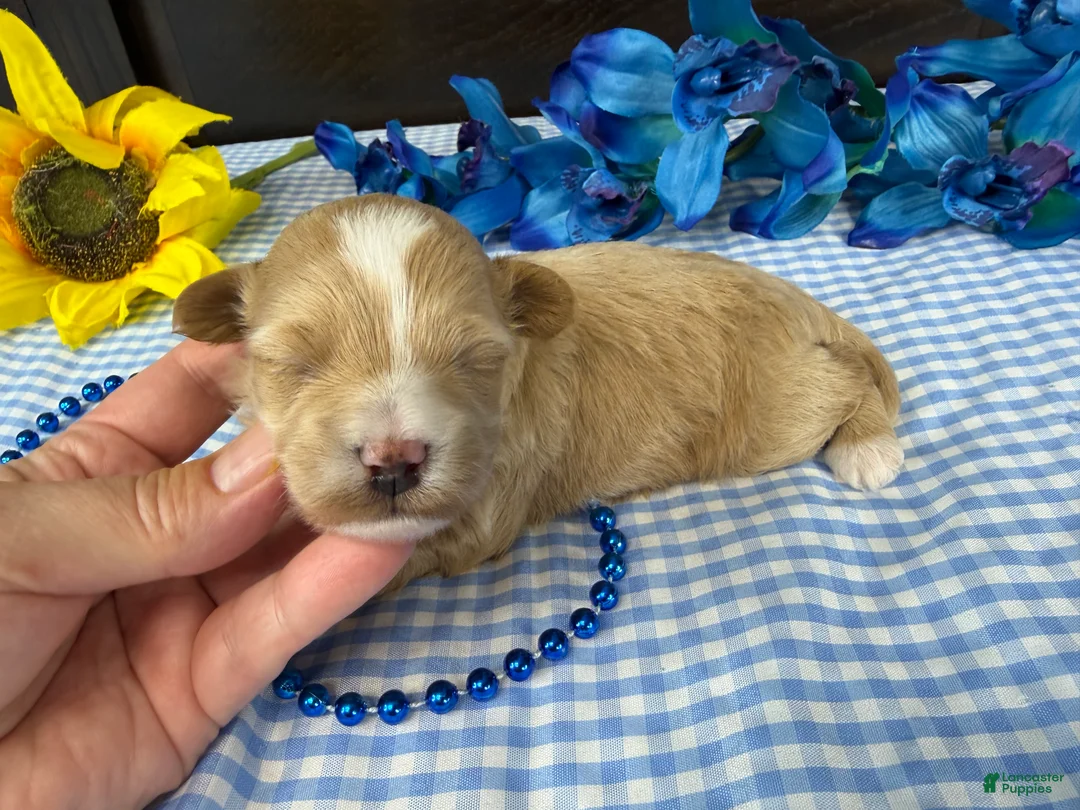 Havapoo dogs for sale: Havapoo 2 - Ad 2