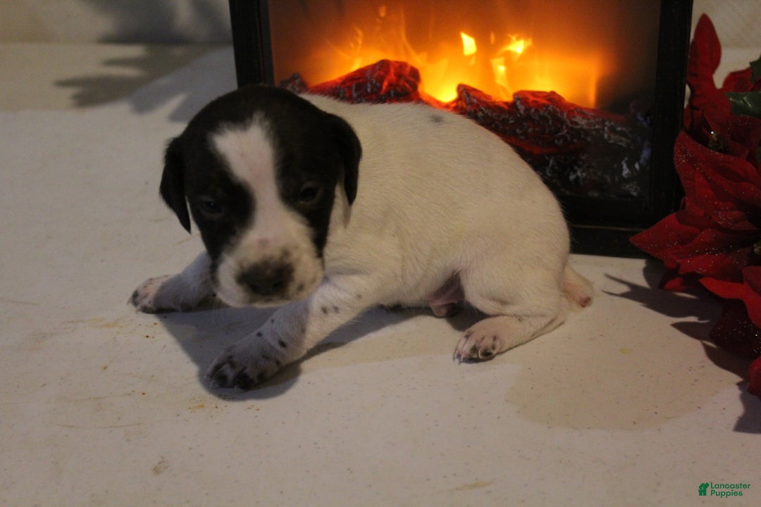 German Shorthaired Pointer dogs for sale: Dancer - Ad 4