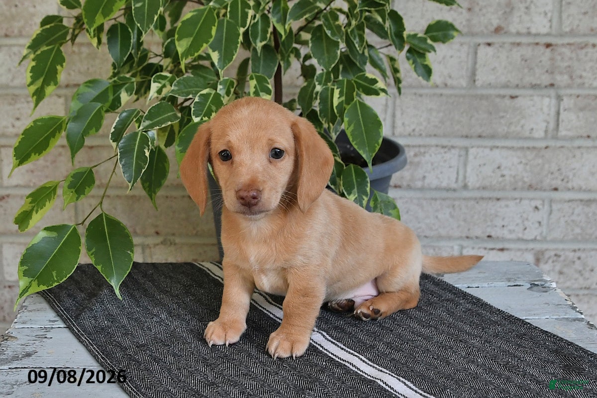 Miniature Dachshund dogs Oliver - Ad 1