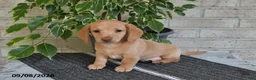 Miniature Dachshund dogs for sale: Oliver - Ad 1