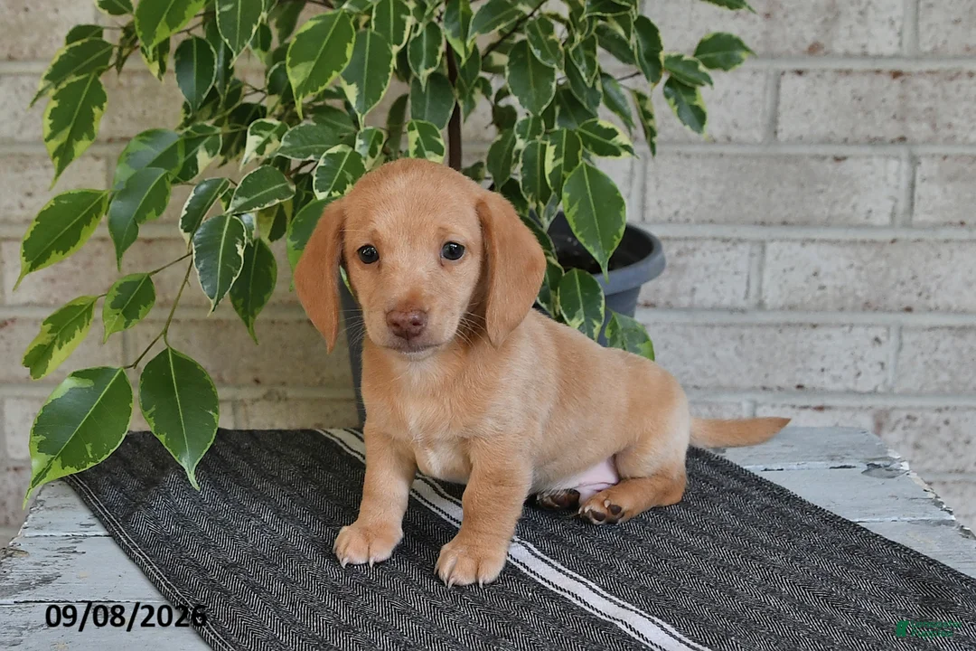 Miniature Dachshund dogs for sale: Oliver - Ad 1