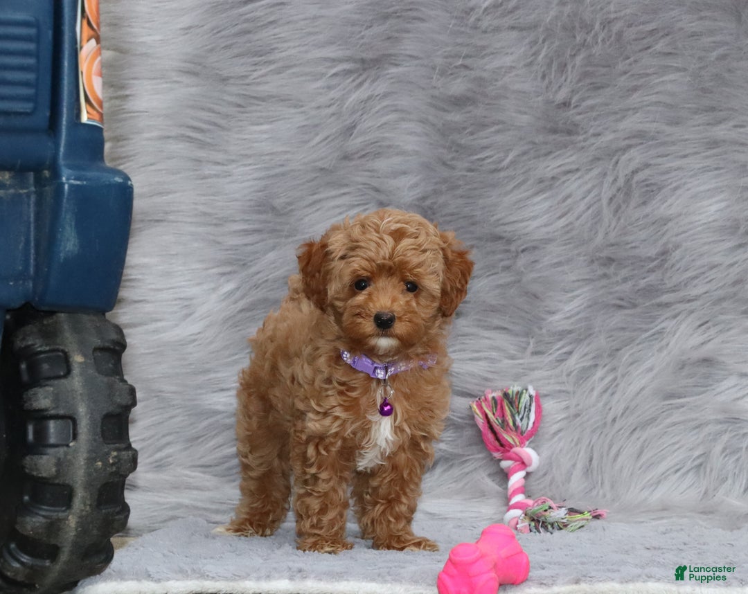 Havapoo dogs for sale: Eva 👨‍👨‍👧‍👦💞🐕 - Ad 14