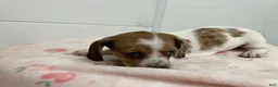 Miniature Dachshund dogs for sale: Zippy  - Ad 4