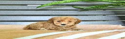 Miniature Poodle dogs for sale: Crena - Ad 8