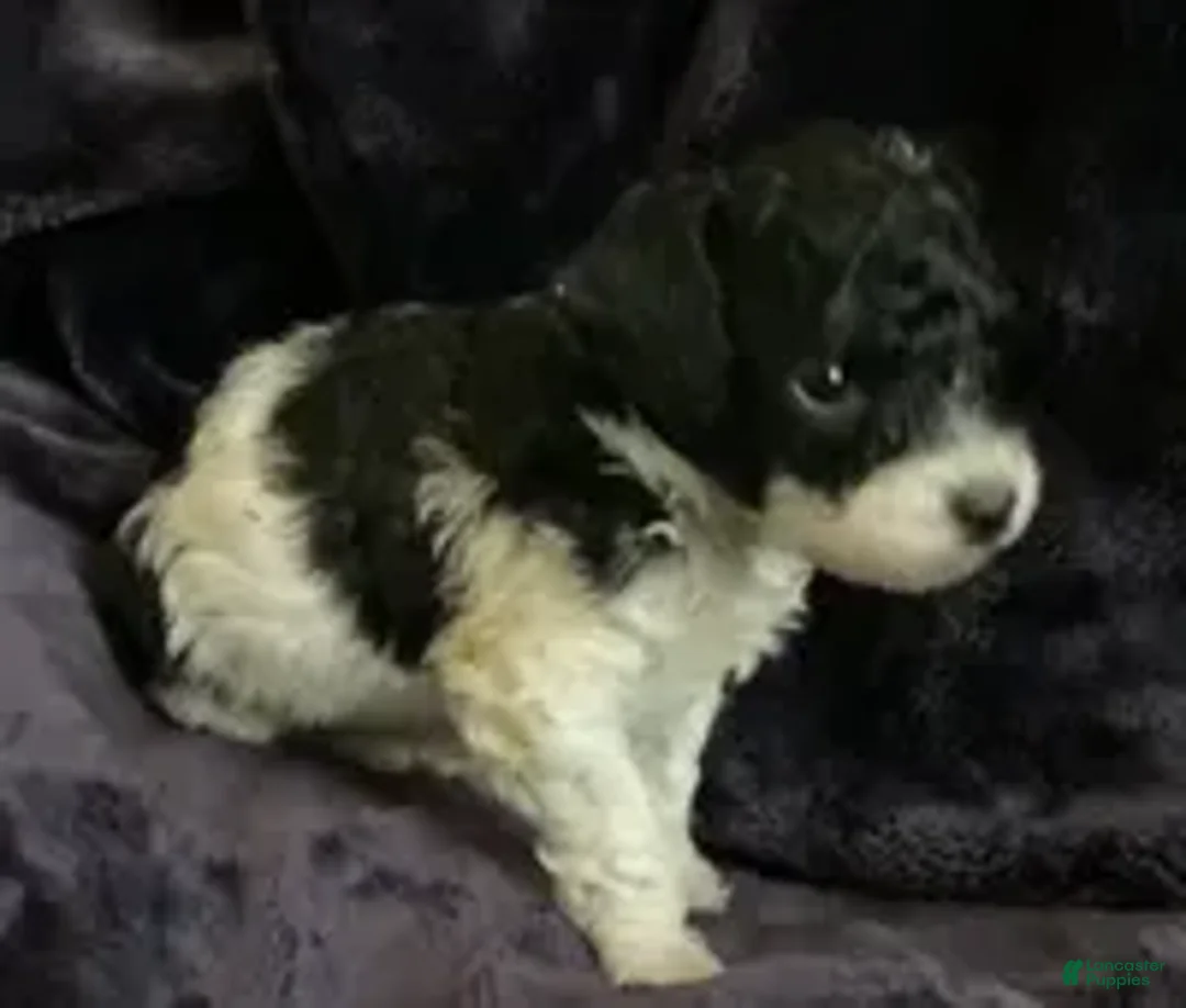 Mini Goldendoodle dogs for sale: Arlo - Ad 1