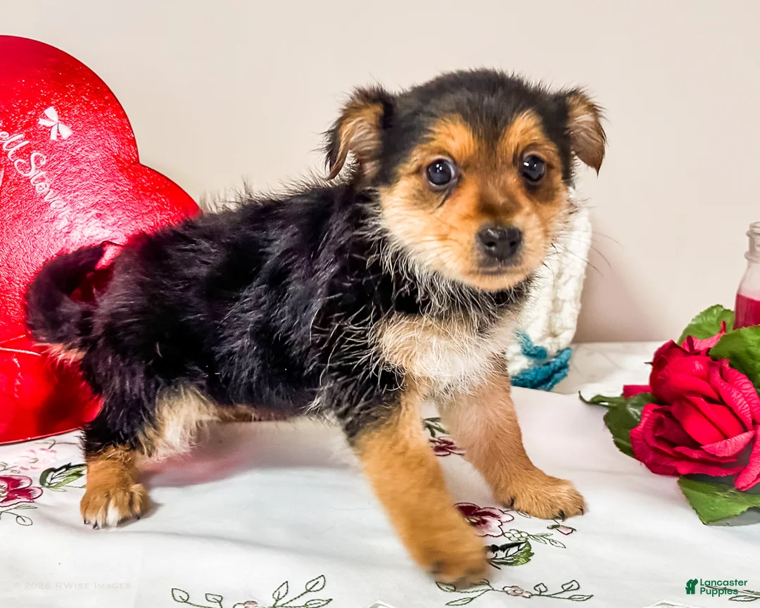 Mixed Breed dogs for sale: Mercury - Ad 3