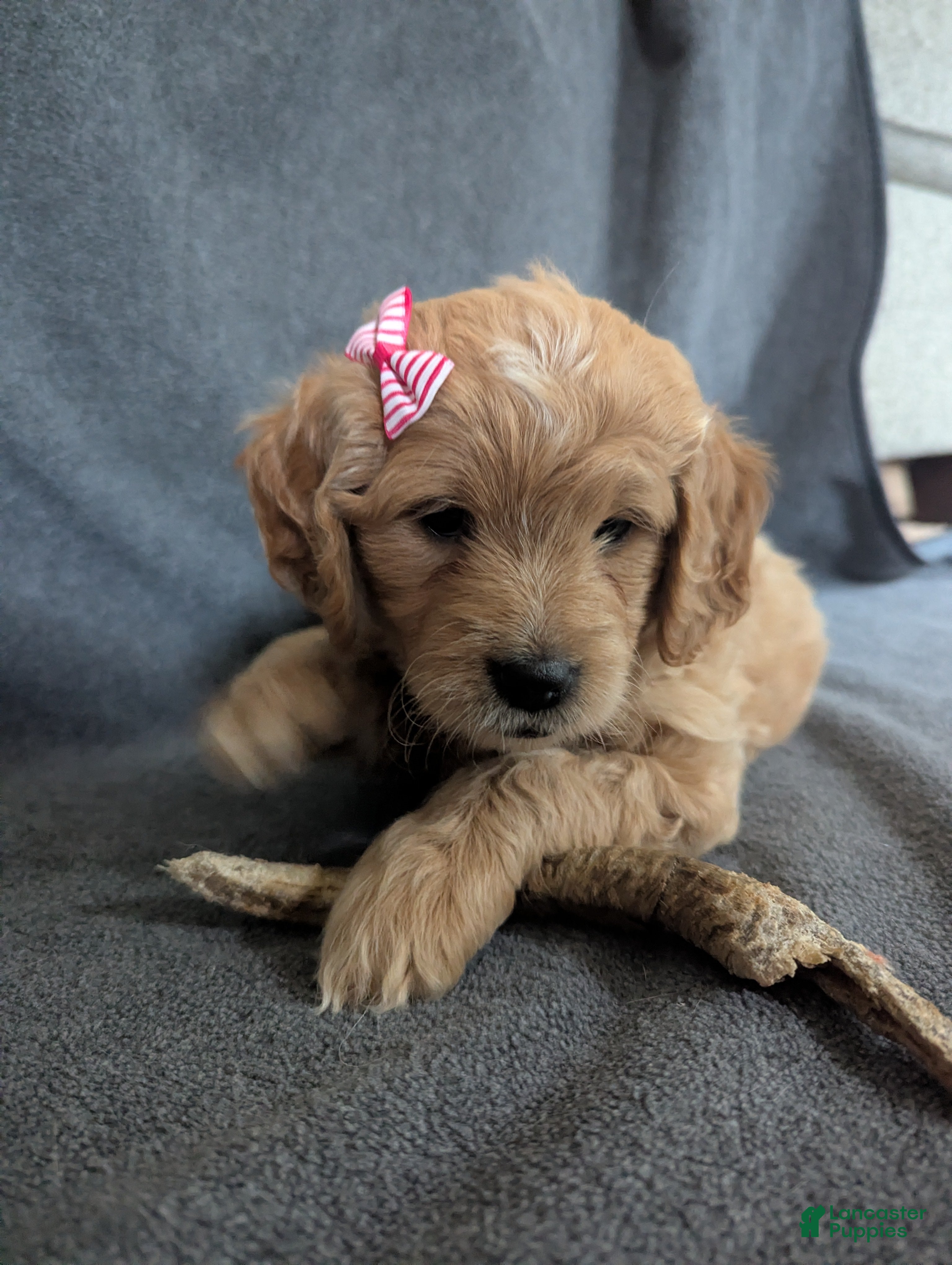 Mini Goldendoodle dogs Mini Goldendoodle 3 - Ad 1