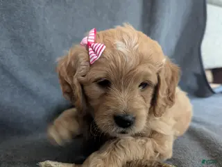 Mini Goldendoodle dogs for sale: Mini Goldendoodle 3 - Ad 2