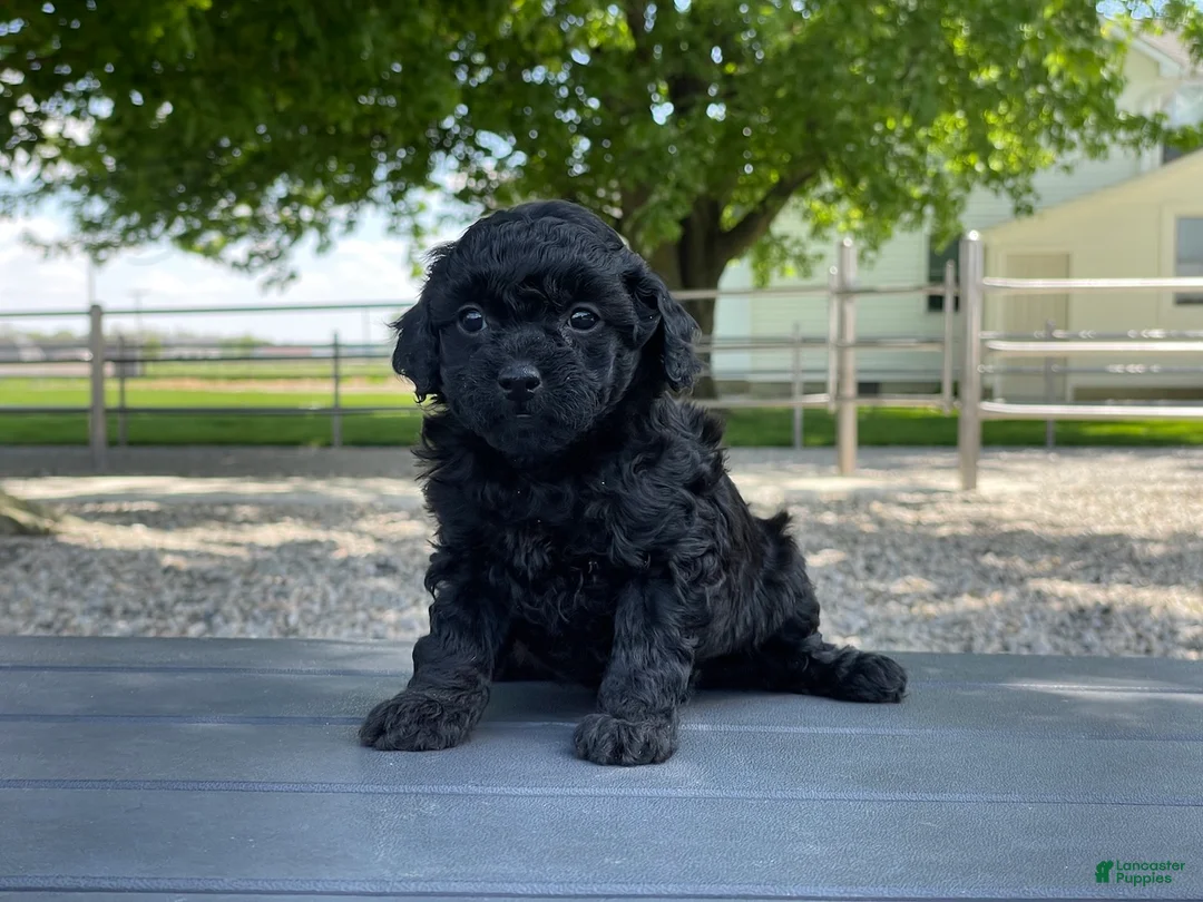 Miniature Poodle dogs for sale: Annamae Miniature Poodle Puppy  - Ad 2