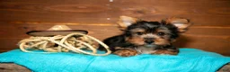 Yorkshire Terrier dogs for sale: Crew - Ad 3