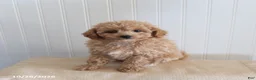 Mixed Breed dogs for sale: Leo - Ad 3