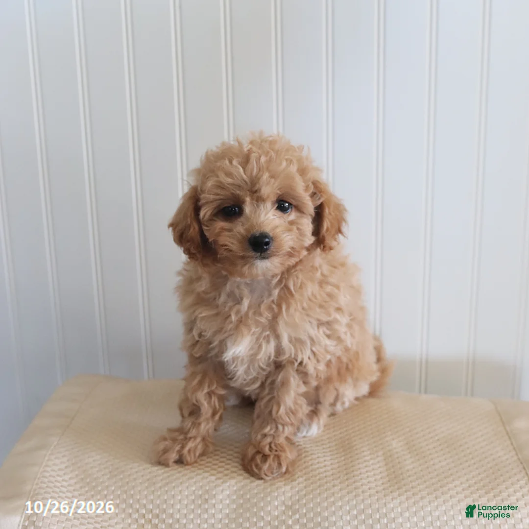 Mixed Breed dogs for sale: Leo - Ad 3