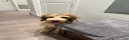 Double Doodle dogs for sale: Enzo- Doodle mix Puppy - Ad 10