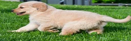 Golden Retriever dogs for sale: Leo - Ad 8