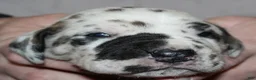 Great Dane dogs for sale: Siren - Ad 3