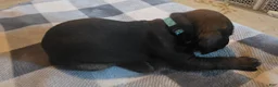 Other breed dogs for sale: Bavarian Mountain Scent Hound Light Blue Female Puppy - Ad 2