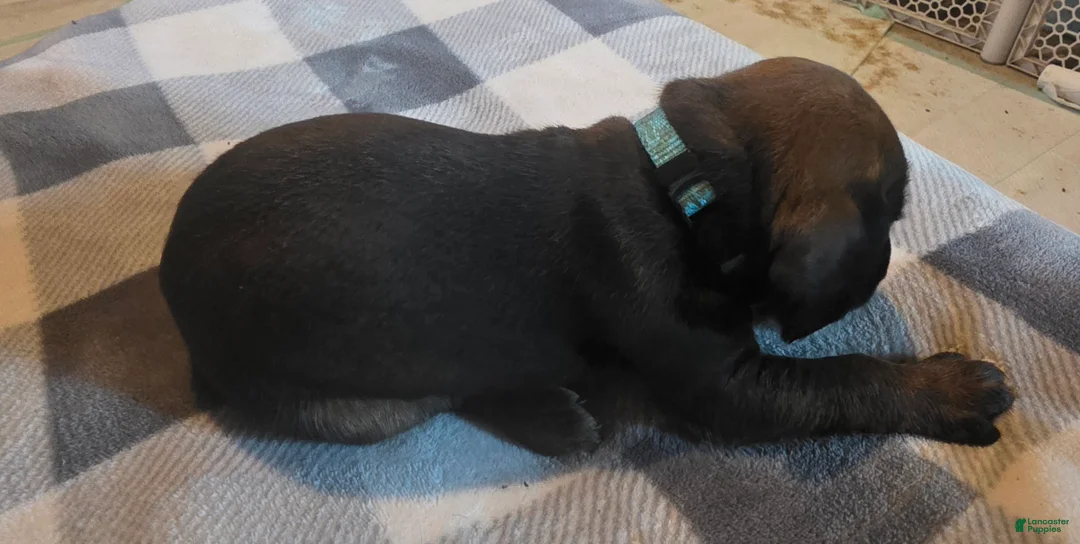 Other breed dogs for sale: Bavarian Mountain Scent Hound Light Blue Female Puppy - Ad 2