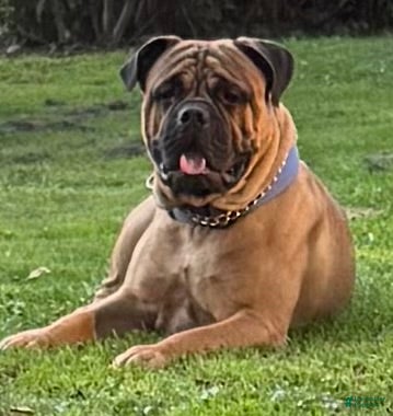 Bullmastiff dogs Harley - Ad 2