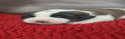 Saint Bernard dogs for sale: Todd (orange) - Ad 3