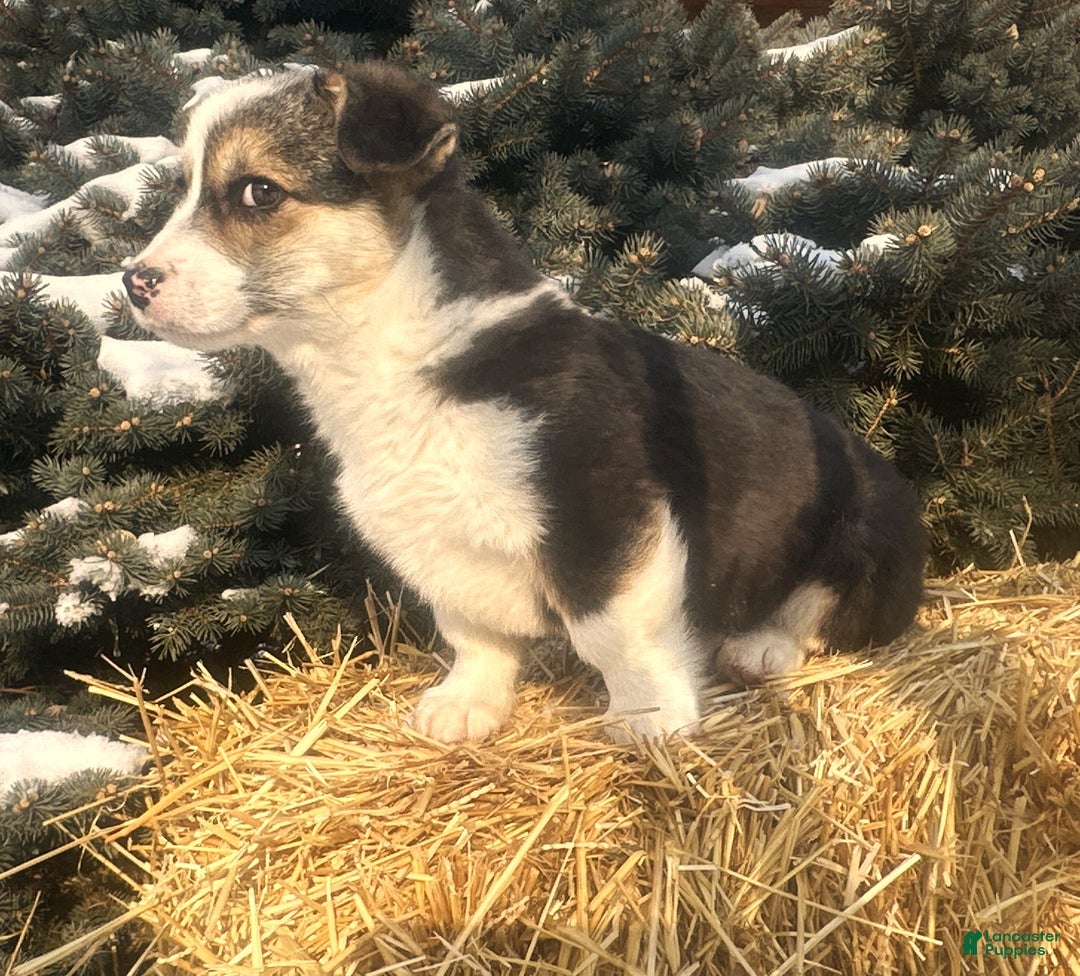 Welsh Corgi Pembroke dogs for sale: Welsh Corgi Pembroke Puppy 1 - Ad 6